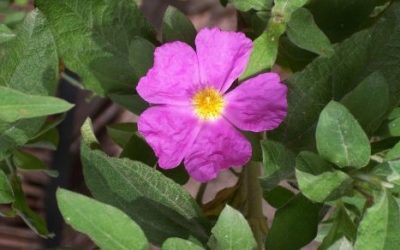 10 ciekawostek o czystku