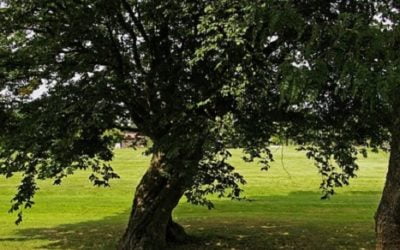 10 ciekawostek o lipie