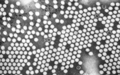 6 ciekawostek o polio