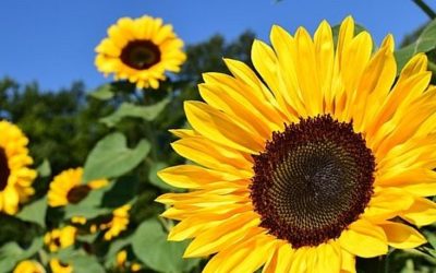 14 ciekawostek o słonecznikach