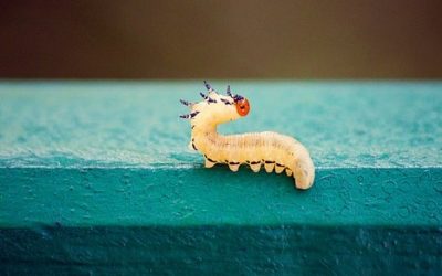 12 ciekawostek o stonogach