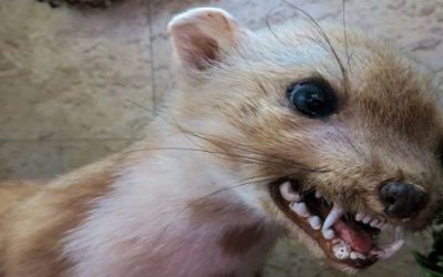 10 ciekawostek o wściekliźnie