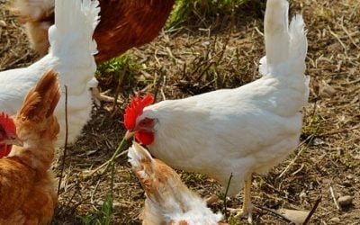 23 ciekawostki o kurach