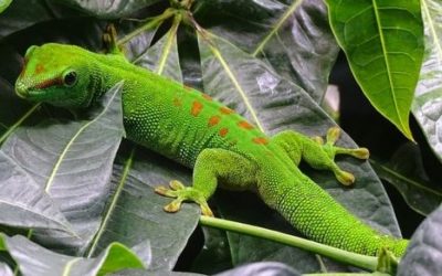 9 ciekawostek o gekonach