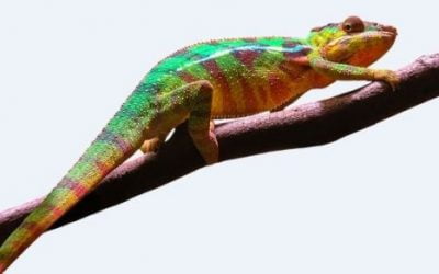 12 ciekawostek o kameleonach