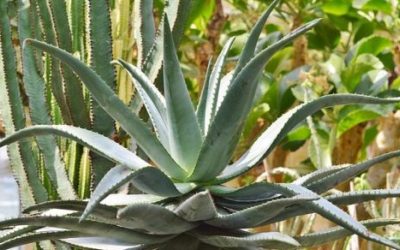 11 ciekawostek o agawie