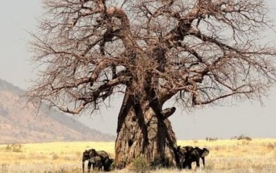 9 ciekawostek o baobabie