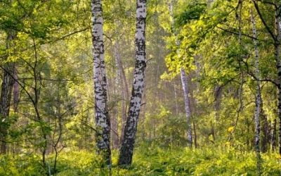 8 ciekawostek o brzozie