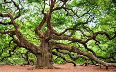 11 ciekawostek o dębach