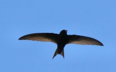 14 ciekawostek o Jerzyku Zwyczajnym