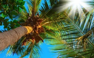 10 ciekawostek o palmach