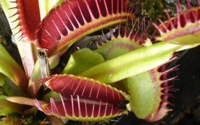 10 ciekawostek o rosiczce