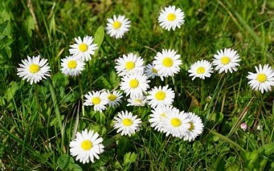 20 ciekawostek o stokrotkach