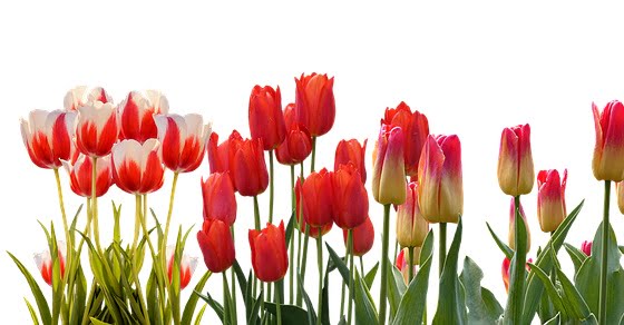 Tulipany ciekawostki