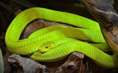 51 ciekawostek o wężach