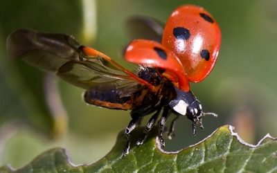 19 ciekawostek o biedronkach