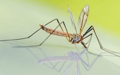 13 ciekawostek o komarach