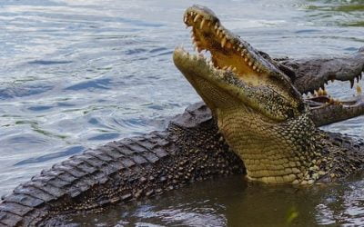 26 ciekawostek o krokodylach