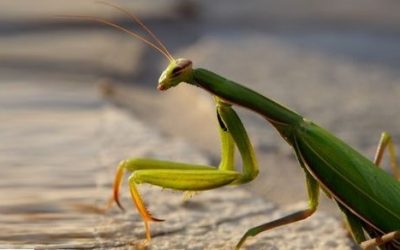 7 ciekawostek o modliszkach