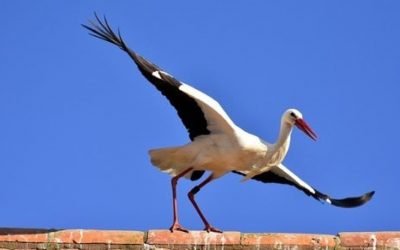 14 ciekawostek o bocianach