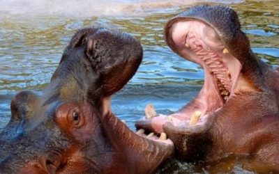 29 ciekawostek o hipopotamach