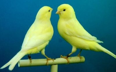 10 ciekawostek o kanarkach