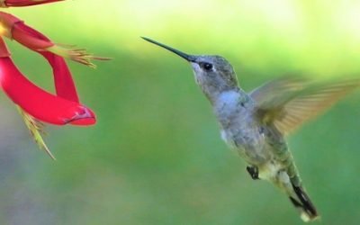 14 ciekawostek o kolibrach