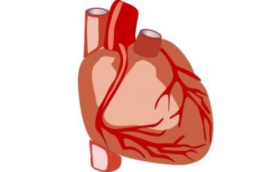 24 ciekawostki o sercu