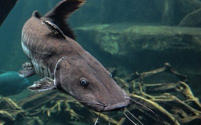 8 ciekawostek o sumie