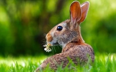 18 ciekawostek o zającu