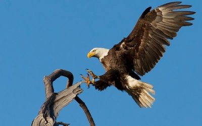 13 ciekawostek o orłach