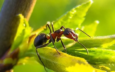 22 ciekawostki o mrówkach