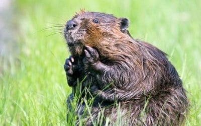 10 ciekawostek o bobrach