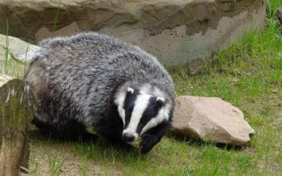 15 ciekawostek o borsuku