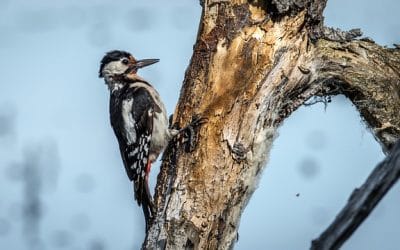 9 ciekawostek o dzięciole