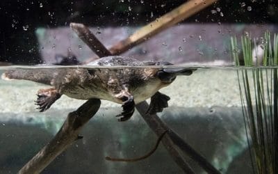 16 ciekawostek o dziobaku