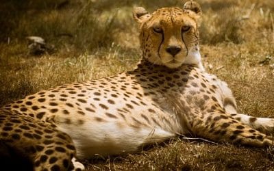 17 ciekawostek o gepardach