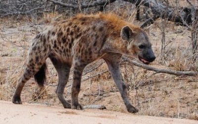 9 ciekawostek o hienach