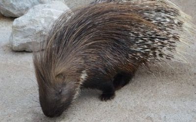 8 ciekawostek o jeżozwierzach