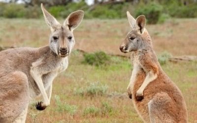12 ciekawostek o kangurach