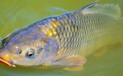 7 ciekawostek o karpiach