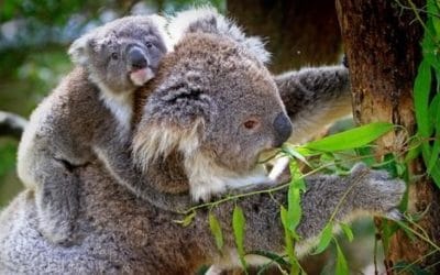 19 ciekawostek o koala