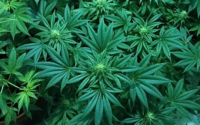 7 ciekawostek o konopi