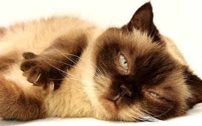 19 ciekawostek o kotach domowych