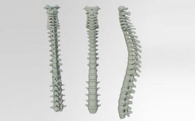 15 ciekawostek o kręgosłupie