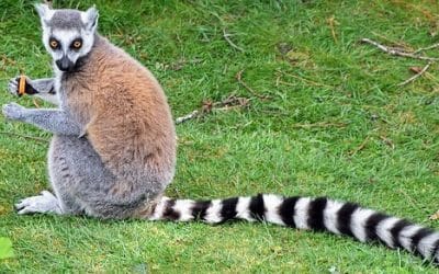 10 ciekawostek o lemurach