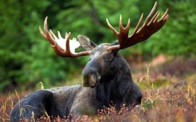 23 ciekawostki o łosiach