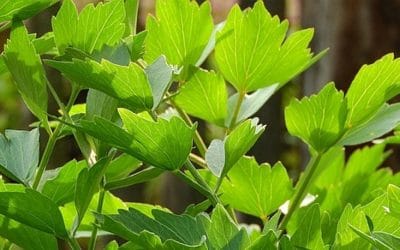 10 ciekawostek o lubczyku