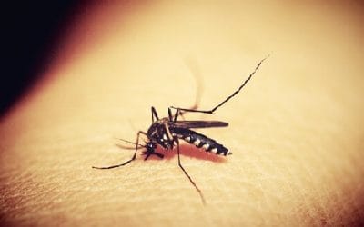 8 ciekawostek o malarii