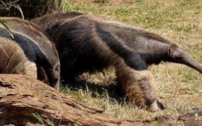 11 ciekawostek o mrówkojadach